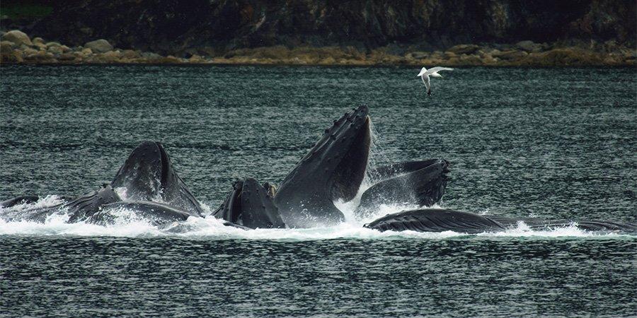 Balene avvistate in Canada